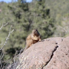 Otospermophilus variegatus utah