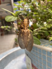 Protohermes costalis