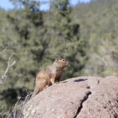 Otospermophilus variegatus utah