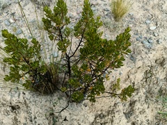 Baccharis tola