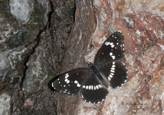 Chlosyne lacinia crocale