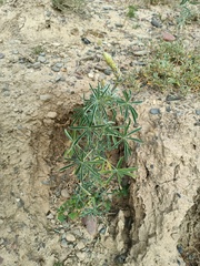 Lupinus altimontanus