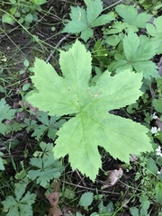 Hydrastis canadensis