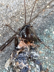 Periplaneta japonica