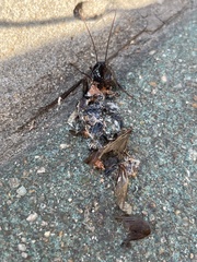 Periplaneta japonica