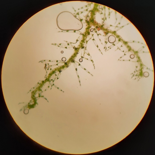 Telaranea herzogii