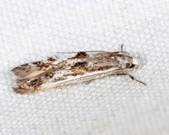 Blastodacna