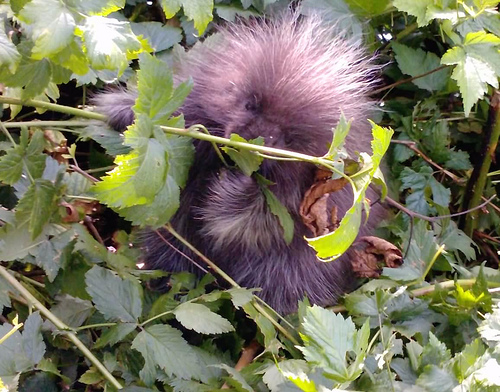 North American Porcupine from Petersburg, Alaska on August 9, 2009 by ...