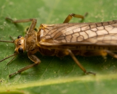 Peltoperlidae