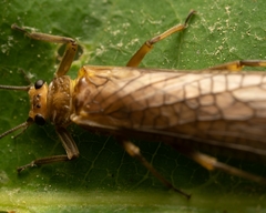 Peltoperlidae