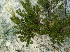 Baccharis tola