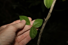 Macrotyloma axillare axillare