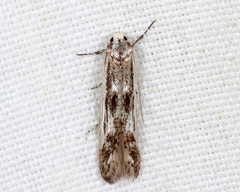 Blastodacna