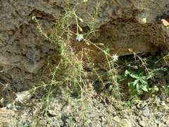 Spergularia pazensis