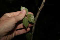 Macrotyloma axillare axillare