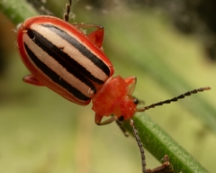 Disonycha discoidea