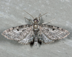Eupithecia satyrata