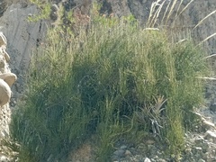 Ephedra americana