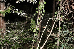 Macrotyloma axillare axillare
