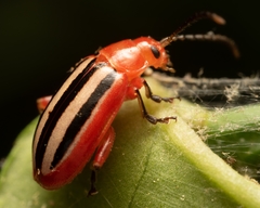 Disonycha discoidea