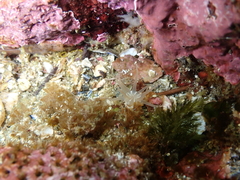 Halcampa decemtentaculata