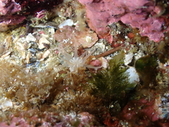 Halcampa decemtentaculata