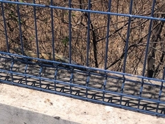 Ctenosaura pectinata