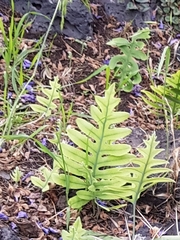 Phlebodium araneosum