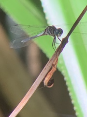 Cannaphila
