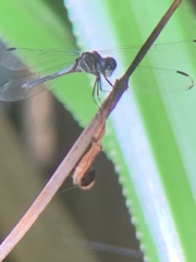 Cannaphila