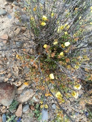 Calceolaria parvifolia