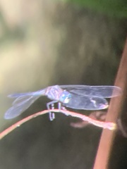 Cannaphila