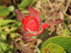 Castilleja litoralis