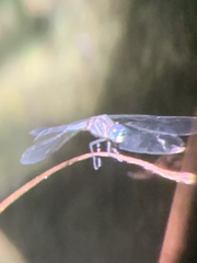 Cannaphila