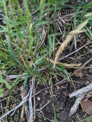 Trisetum interruptum