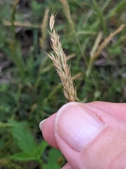 Trisetum interruptum