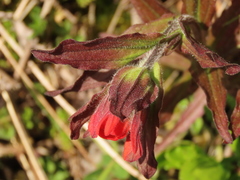 Castilleja litoralis