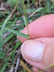 Trisetum interruptum