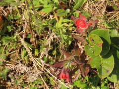 Castilleja litoralis