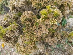 Baccharis boliviensis