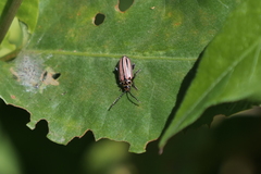 Disonycha bicarinata