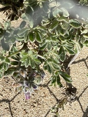 Lupinus nipomensis