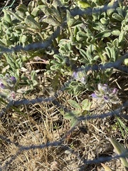 Lupinus nipomensis