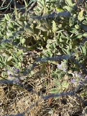 Lupinus nipomensis