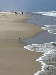Limosa fedoa