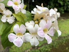 Bignonia aequinoctialis