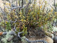 Calceolaria parvifolia