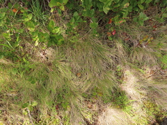 Festuca roemeri