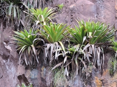 Tillandsia australis