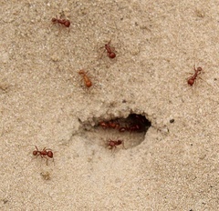 Pogonomyrmex comanche